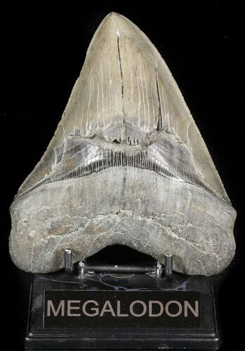 Serrated, Megalodon Tooth - South Carolina #45941